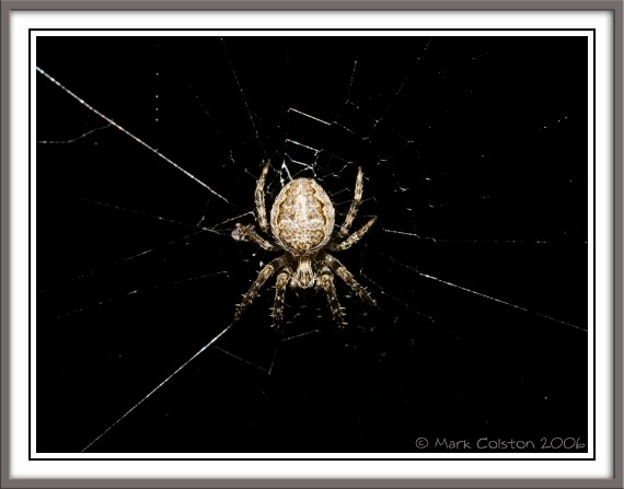 IMG_5796 Spider